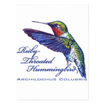 Ruby Throated Hummingbird Latin postcards
