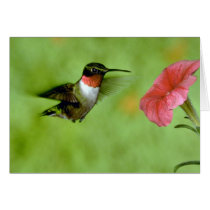 Ruby-throated Hummingbird (male) with petunia Greeting Card