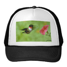 Ruby-throated Hummingbird (male) with petunia Trucker Hat