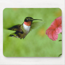 Ruby-throated Hummingbird (male) with petunia Mouse Pad