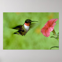 Ruby-throated Hummingbird (male) with petunia Poster