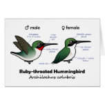 Ruby-throated Hummingbird Statistics Card