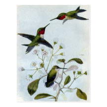 Ruby-throated Hummingbirds Postcards
