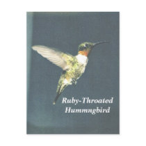 Ruby-ThroatedHummngbird