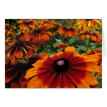 Rudbeckia cards