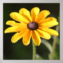 Rudbeckia Daisy Posters