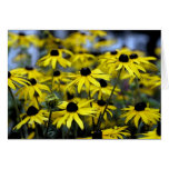Rudbeckia Hirta Creation II - card