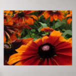 Rudbeckia posters