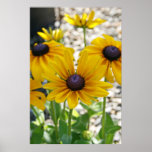 "Rudbeckia Rising" posters