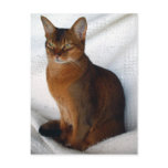 Ruddy Abyssinian Cat Postcards