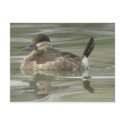 Ruddy Duck Postcard