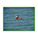 Ruddy Duck postcards