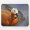 Ruddy Shelduck mousepads