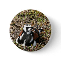 Ruddy Turnstone on Nest Button