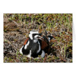 Ruddy Turnstone on Nest Card