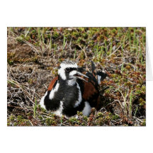 Ruddy Turnstone on Nest Card