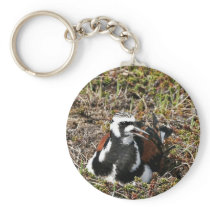 Ruddy Turnstone on Nest Keychain