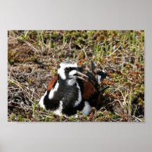 Ruddy Turnstone on Nest Poster