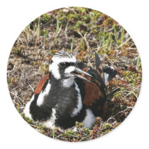 Ruddy Turnstone on Nest Round Sticker