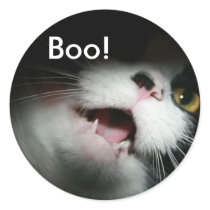 Rude Cat Custom and Sayings