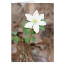 Rue Anemone Greeting Card