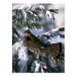 Ruffed grouse perched in a snowy tree post card