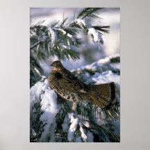 Ruffed grouse perched in a snowy tree posters