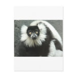 ruffed tailed lemour post card