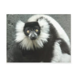 ruffed tailed lemour postcards