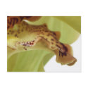 Ruffled Edges postcards