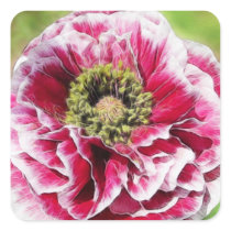 Ruffled Poppy - Rich Rose