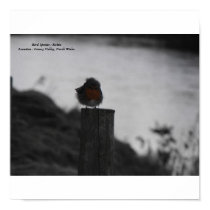 Ruffled robin, Bird Species : Robin posters