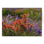 Rufous Hummingbird Greeting Cards