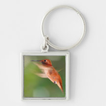 rufous hummingbird key chain