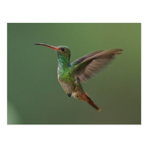 Rufous-tailed Hummingbird Postcards