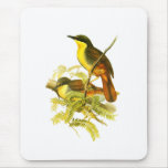 Rufous-vented Laughingthrush mousepads