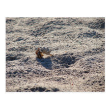 Runaway Hermit Crab Postcards