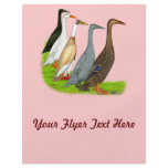 Runner Duck Assortment flyers