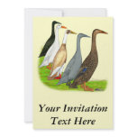 Runner Duck Assortment invitations