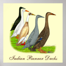 Runner Duck Assortment Poster