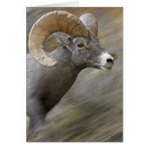 Running Desert Bighorn Card