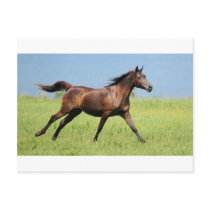Running free postcard
