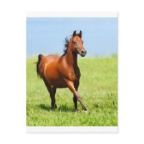 Running free post card