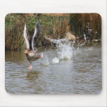 Running Greylag Goose Mousepads