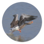 Running Greylag Goose Stickers