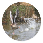 Running Greylag Goose Round Stickers