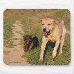 Running happy  Dachshund & Labrador