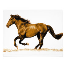 Running Horse Announcement