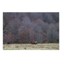 Running Horses Photo