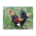 Running Rooster Postcard
